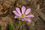 Appalachian rose gentian